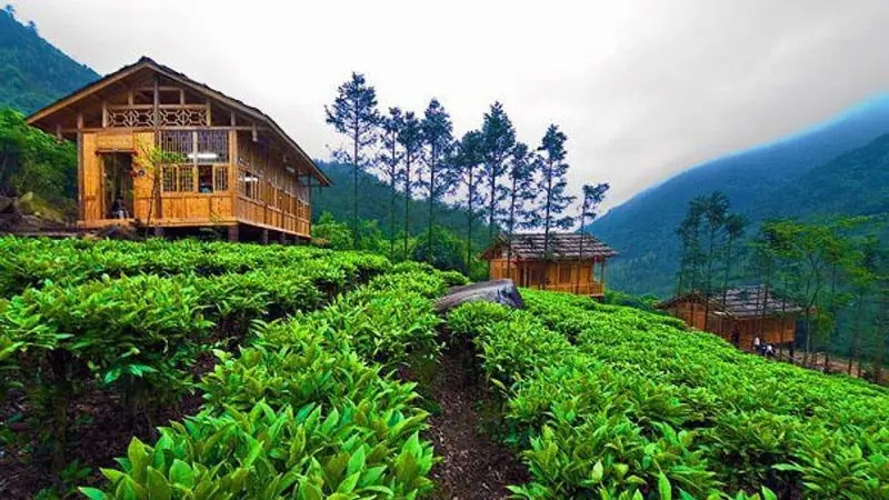 Panduan Wisata Puncak, Nikmati Keindahan Alam dan Aktivitas Luar Ruangan di Jantung Jawa Barat