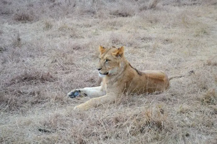 Lahore Wildlife Park Destinasi Alam dan Konservasi Satwa yang Menakjubkan